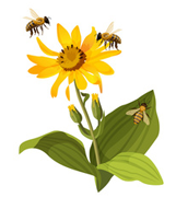 Природни пчелињи производи - настанак меда