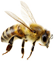 Prirodni pčelinji proizvodi - naše pčele