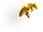 Природни пчелињи производи од наших пчела