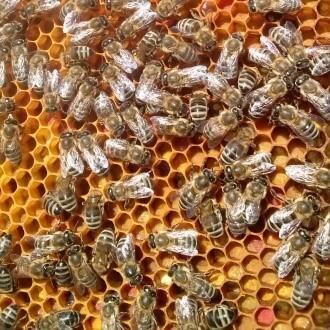 Kako nastaje šumski med - nastanak meda